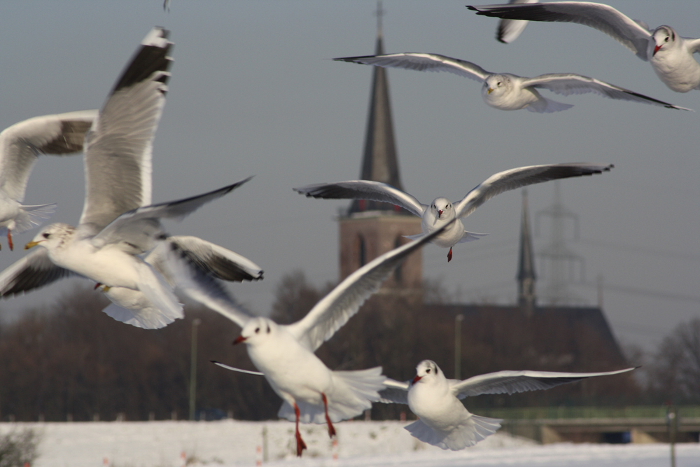 Duisburger Rheinmöwe