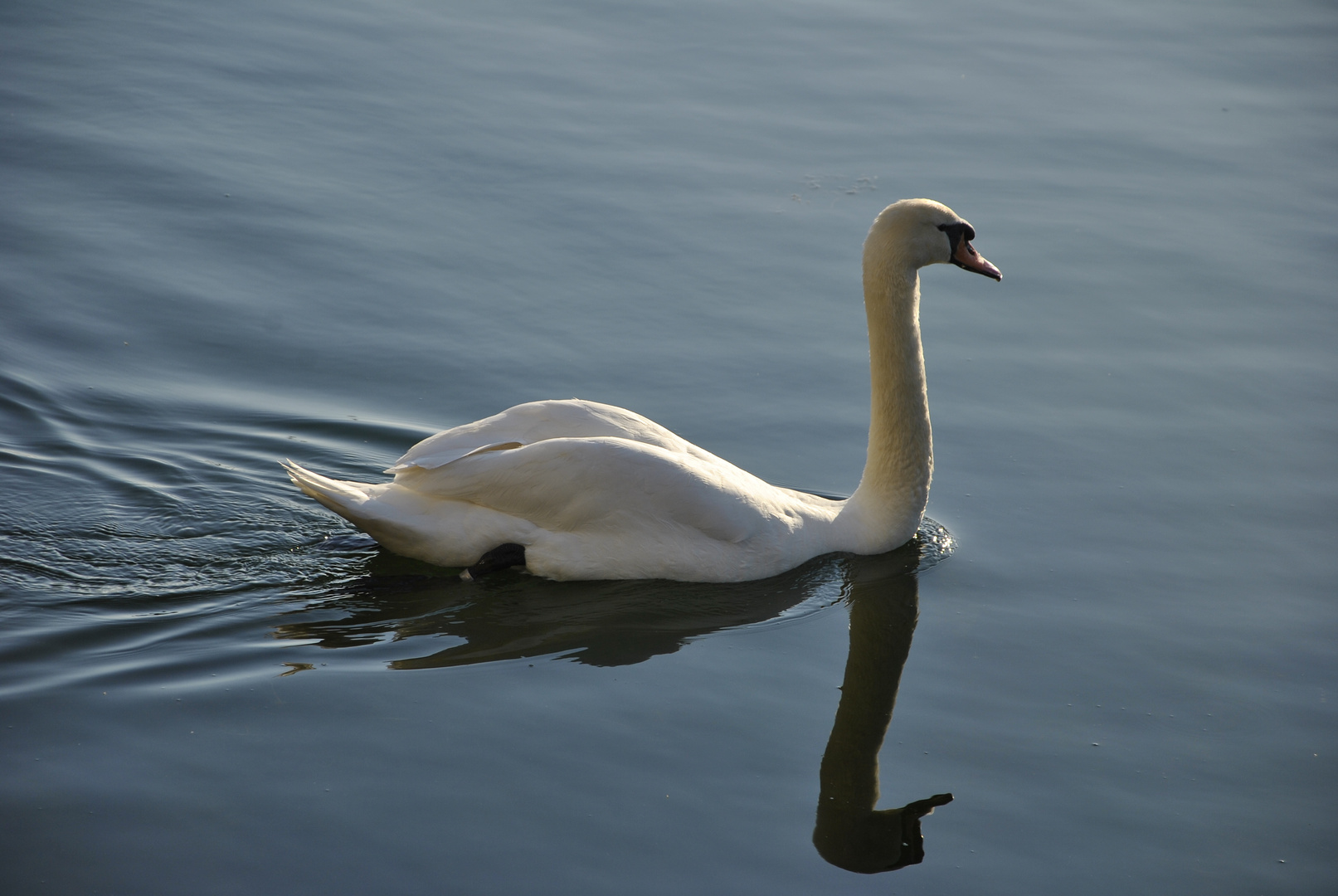 Duisburger Schwan