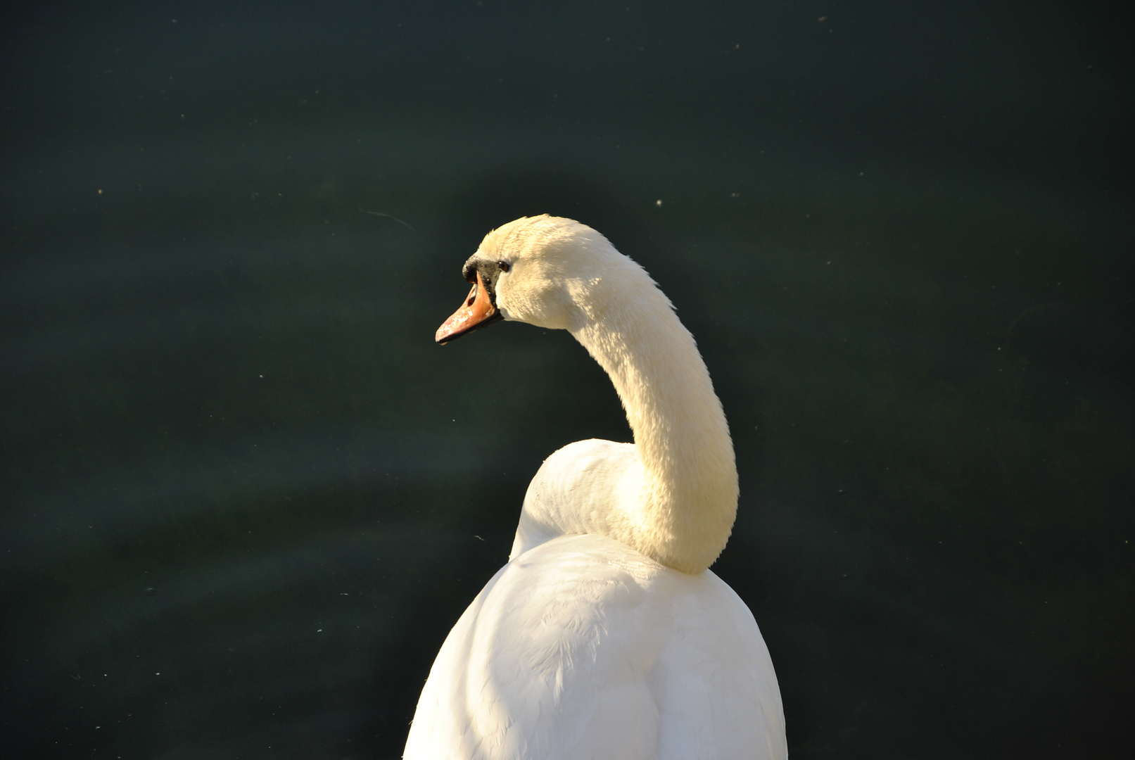 Duisburger Schwan im Innenhafen