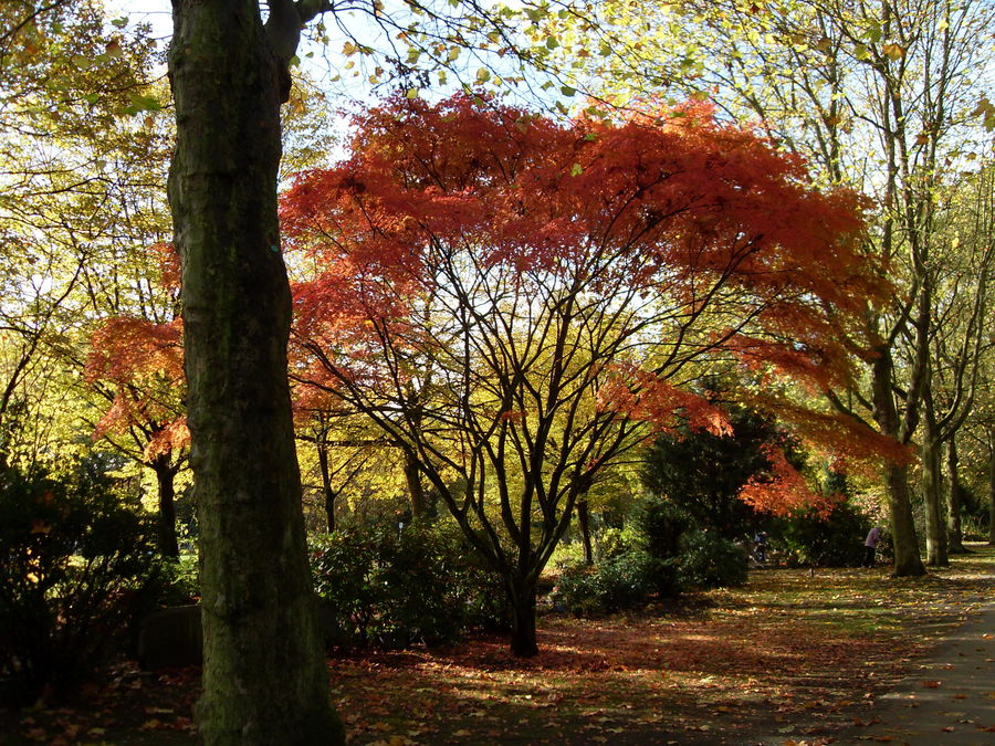 Duisburger Waldfriedhof Herbst 2008