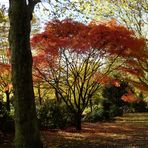 Duisburger Waldfriedhof Herbst 2008