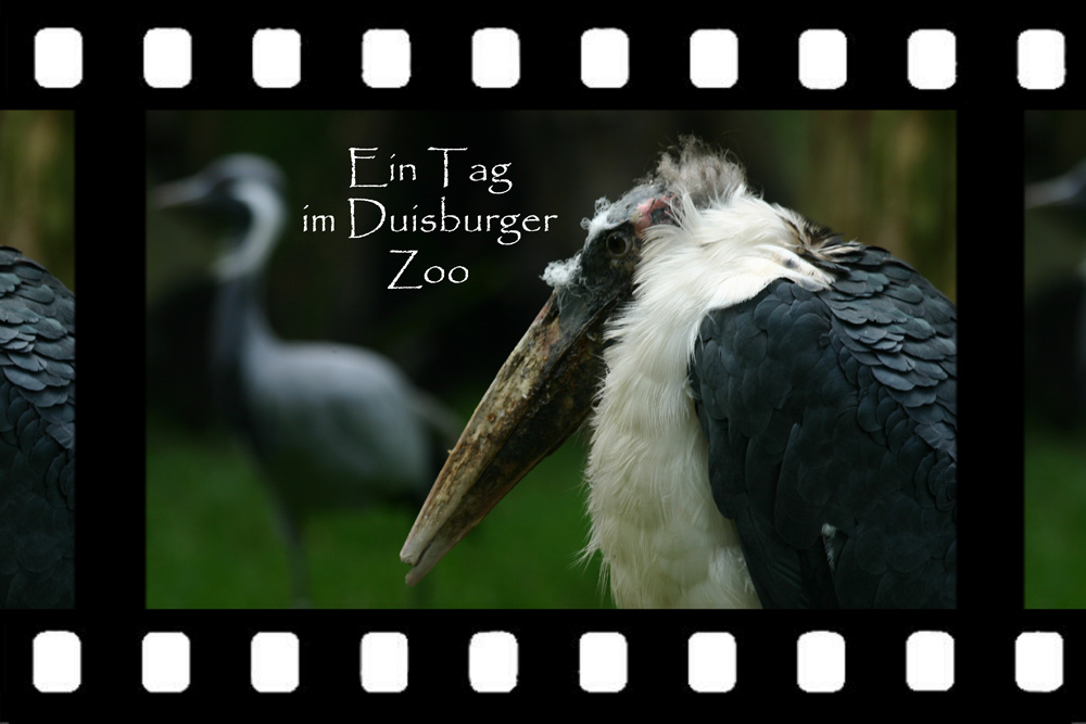 Duisburger Zoo