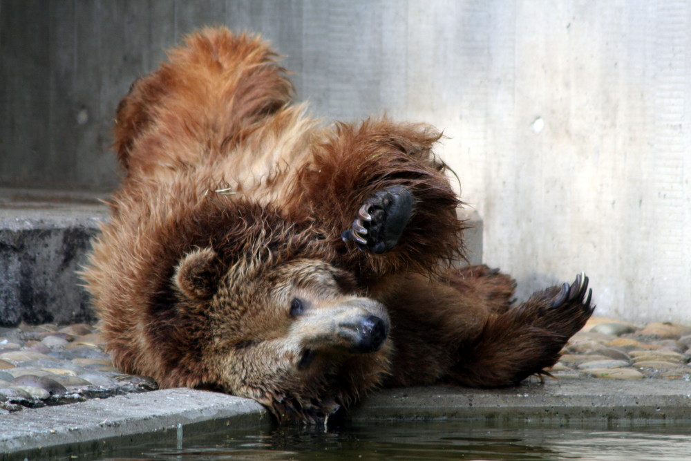 Duisburger Zoo 2007