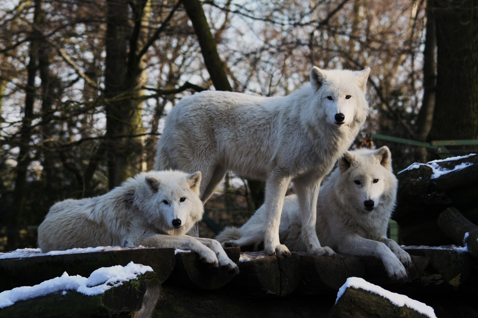 Duisburger Zoo 2013