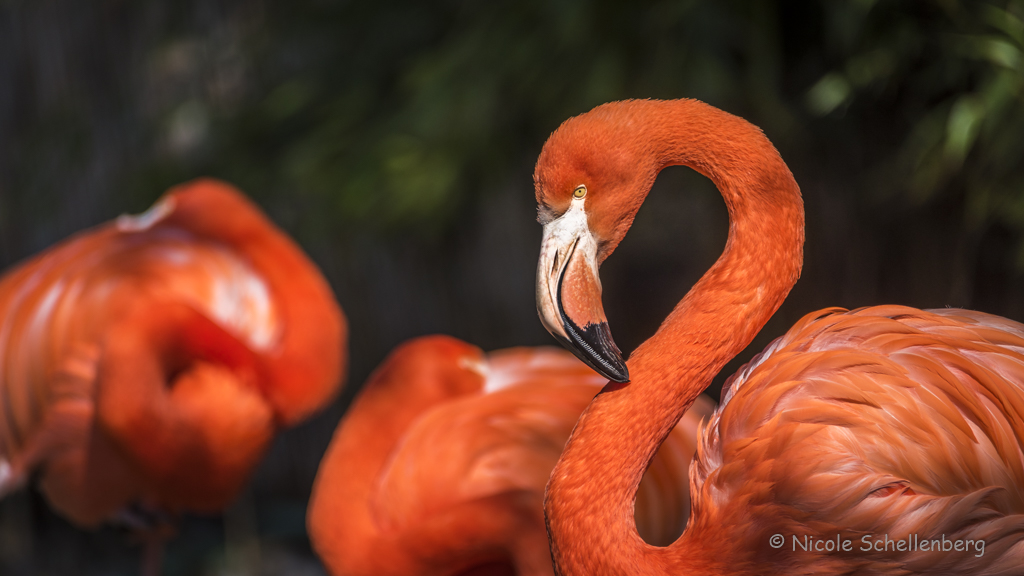 Duisburger Zoo, Flamingo