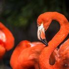 Duisburger Zoo, Flamingo