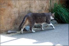 Duisburger Zoo - Hauskatze