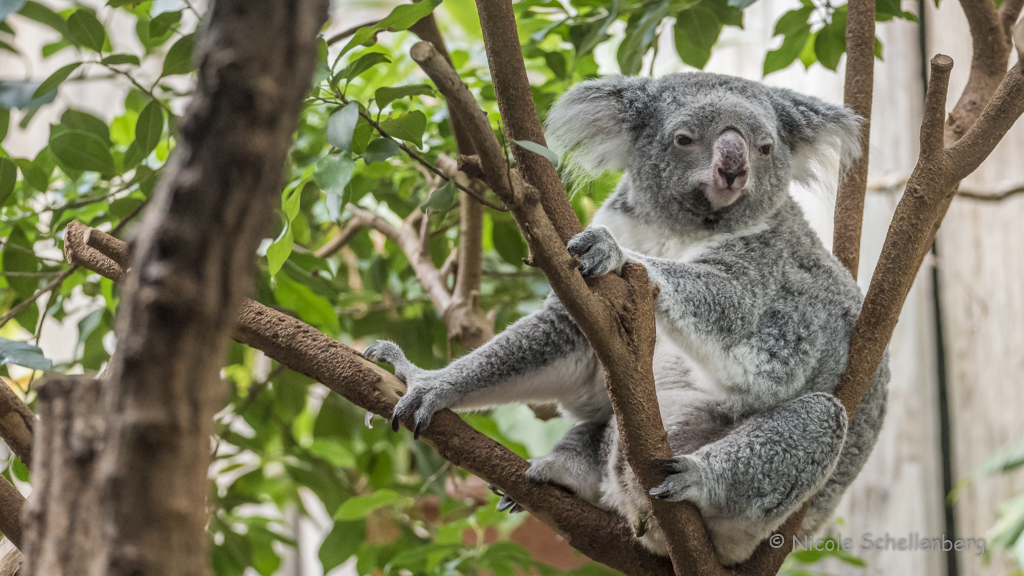 Duisburger Zoo, Koala