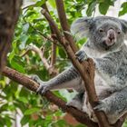 Duisburger Zoo, Koala