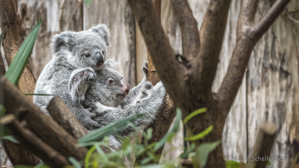 Duisburger Zoo Koala mit Jungtier