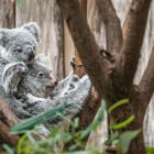 Duisburger Zoo Koala mit Jungtier