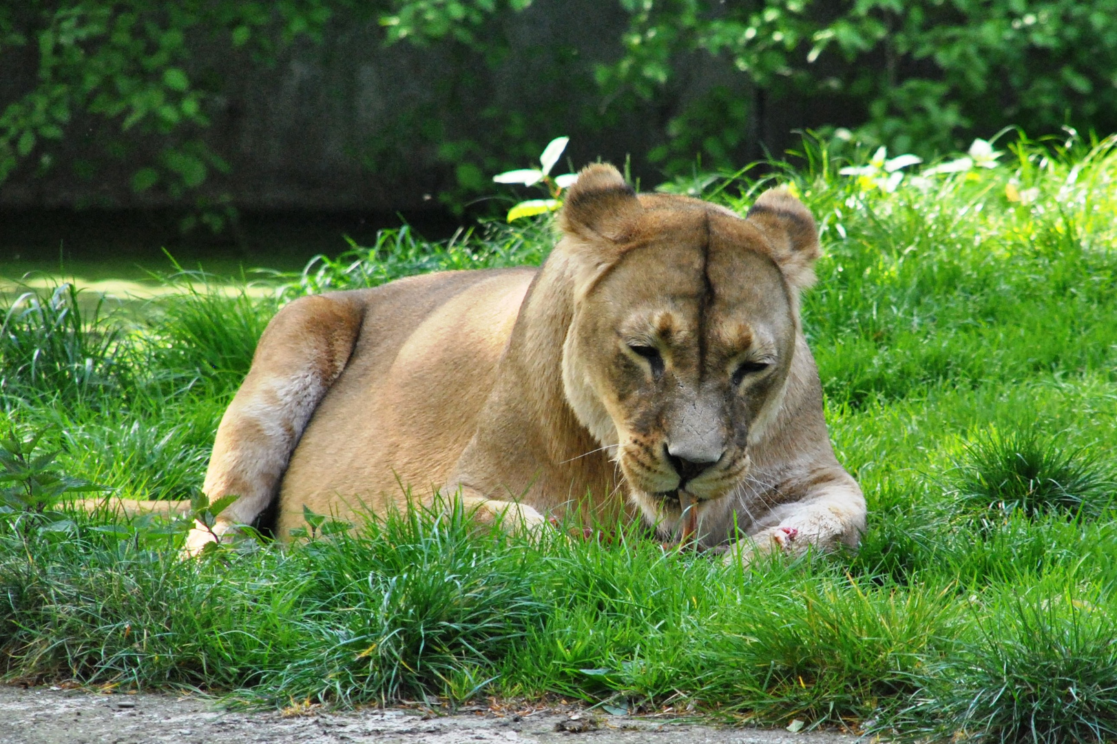 Duisburger Zoo Löwe