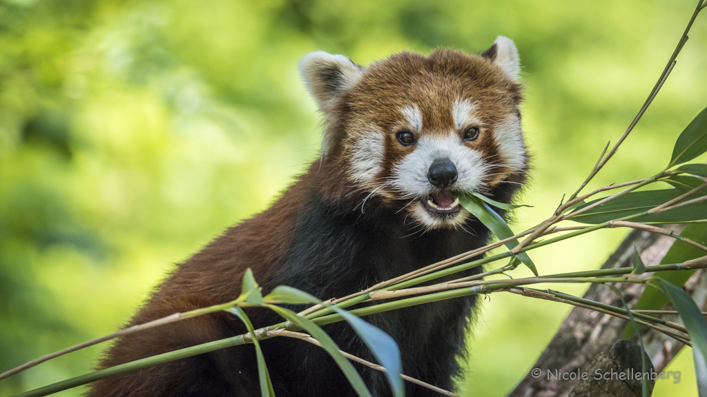 Duisburger Zoo Roter Panda