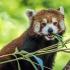 Duisburger Zoo Roter Panda