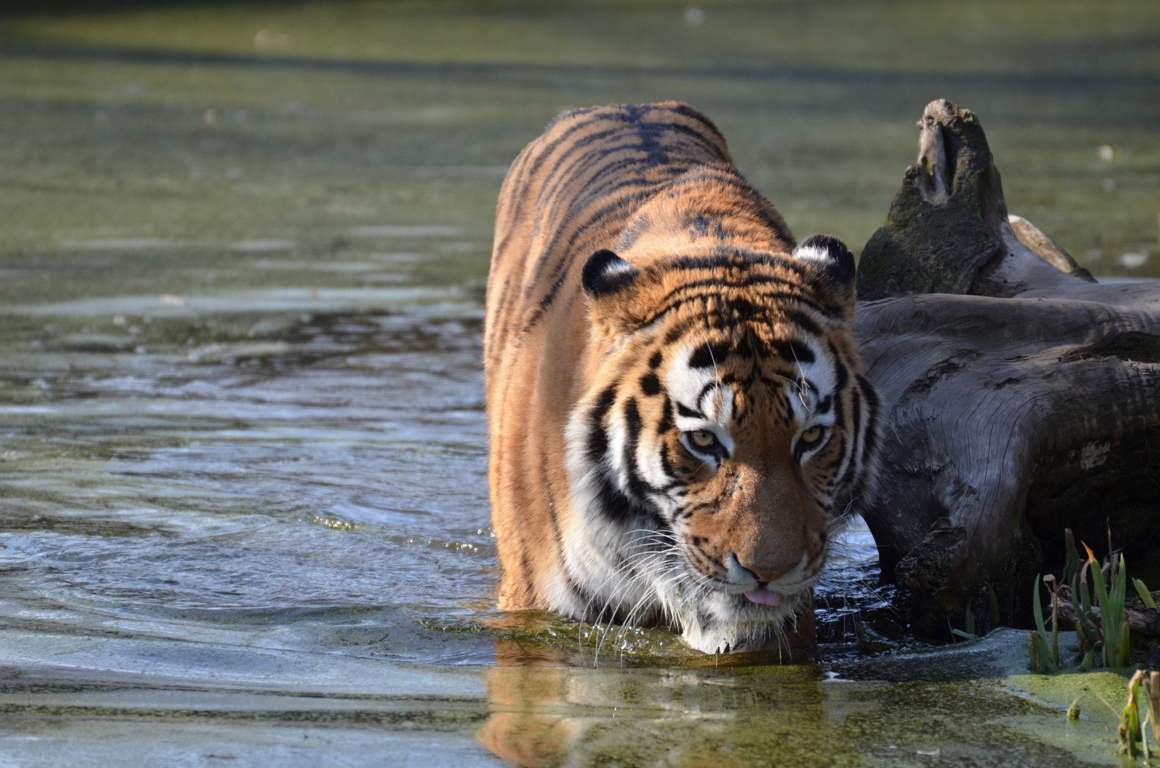 Duisburger Zoo-"Tiger"