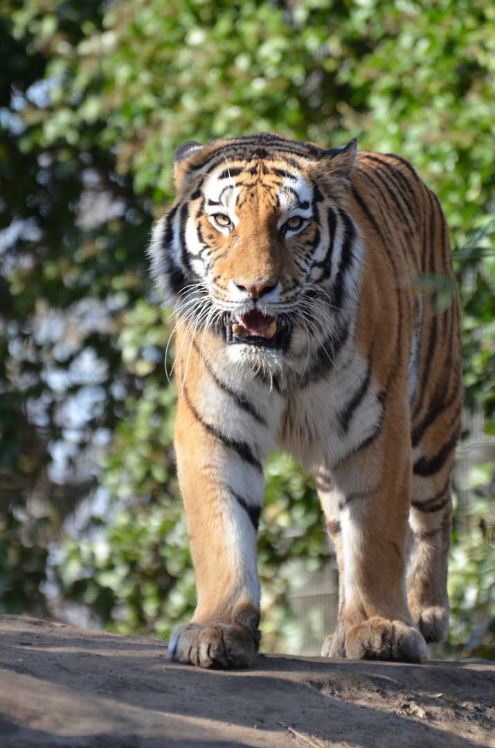 Duisburger Zoo-Tiger