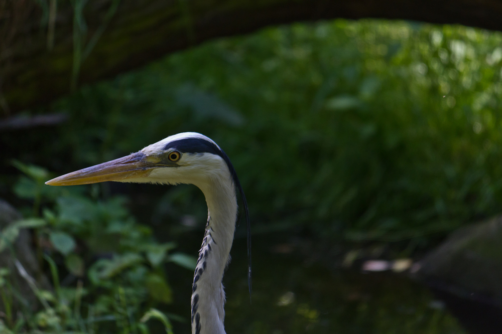 Duisburger Zoo_08