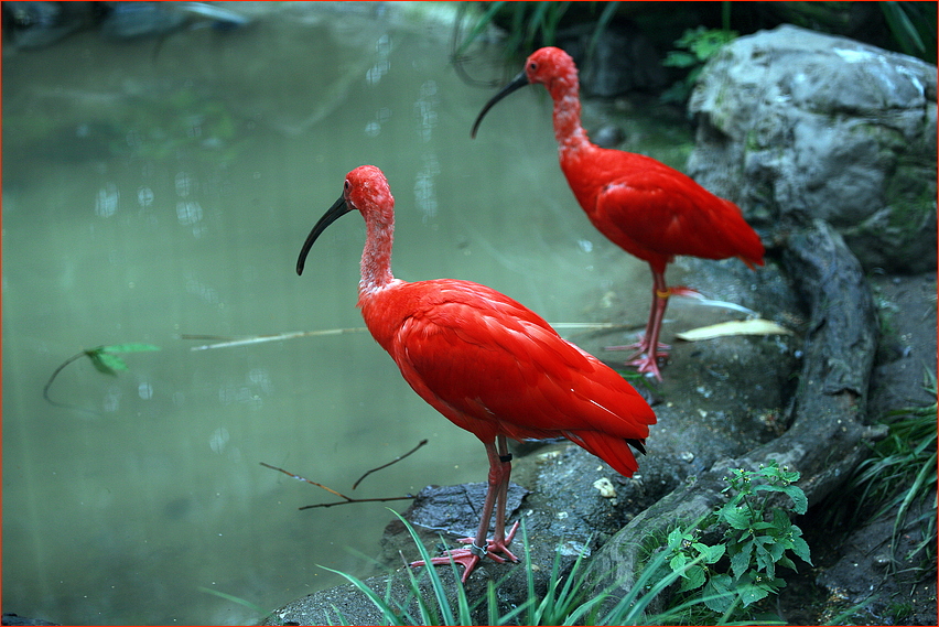 Duisburger Zoo.15 ...............   Du ne du zu erst