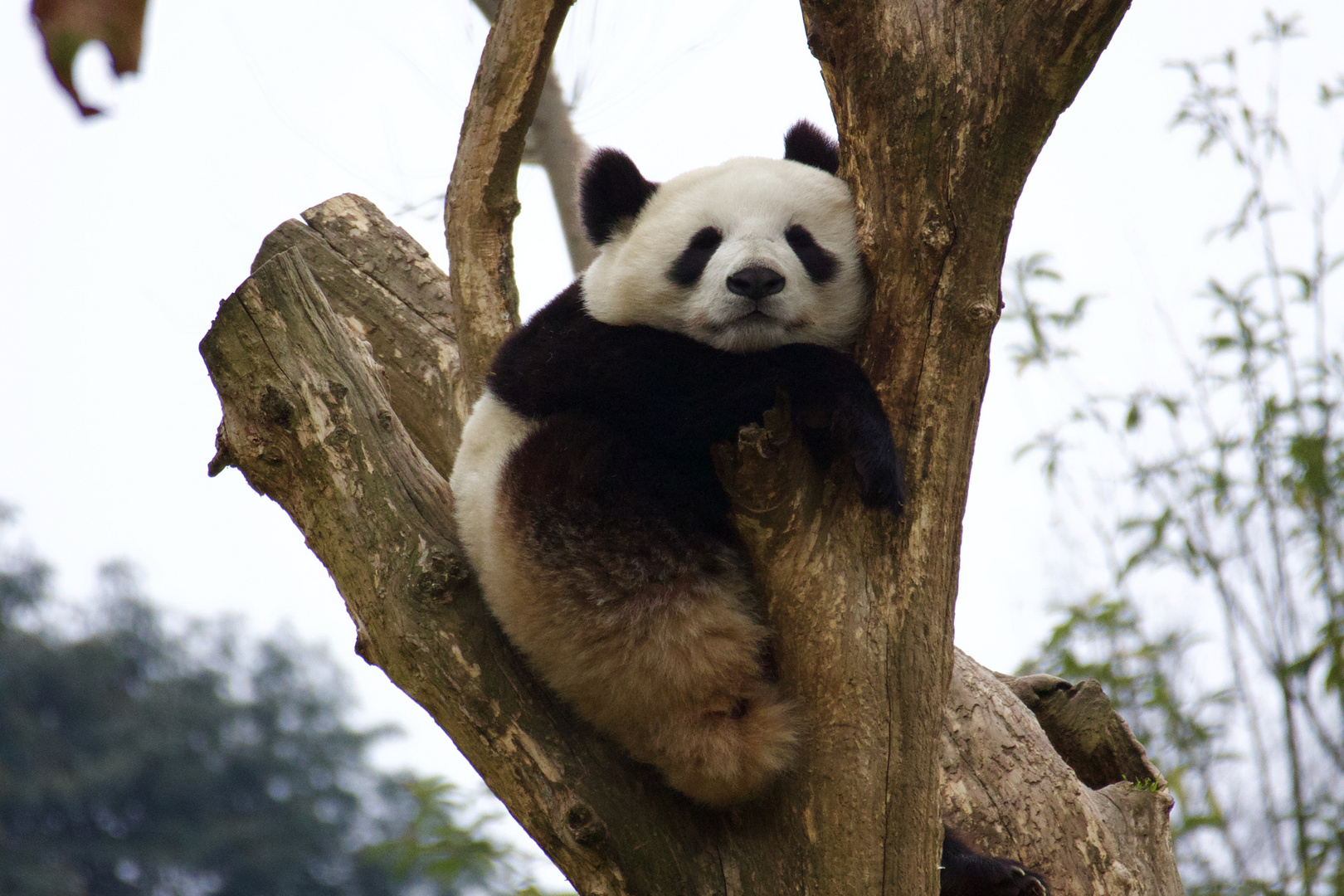 Dujiangyan_Panda_Resort_Giant_Panda_Sleeping