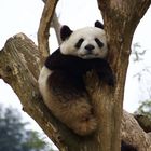 Dujiangyan_Panda_Resort_Giant_Panda_Sleeping