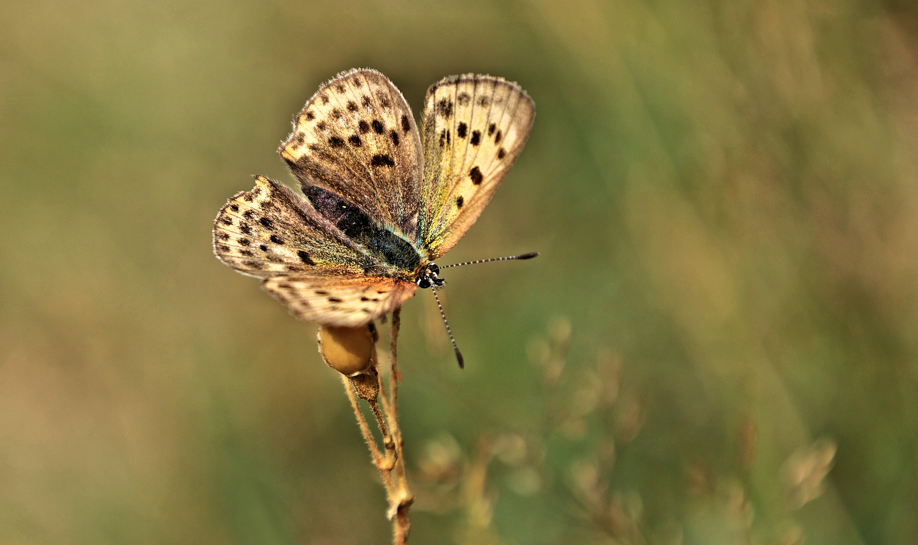 DUKATEN-FEUERFALTER Foto &amp; Bild | natur, schweiz, wildlife Bilder auf ...