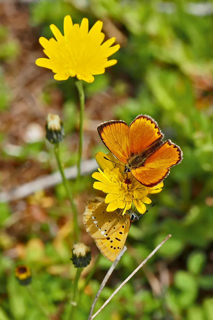 Dukaten-Feuerfalter (Lycaena virgaurea) - Cuivré de la verge-d'or.. 