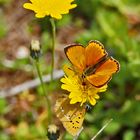 Dukaten-Feuerfalter (Lycaena virgaurea) - Cuivré de la verge-d'or.. 