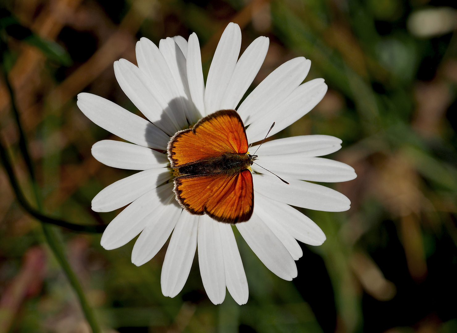 Dukaten-Feuerfalter (Lycaena virgaurea) - Cuivré de la verge d’or. 