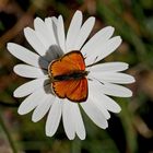 Dukaten-Feuerfalter (Lycaena virgaurea) - Cuivré de la verge d’or. 