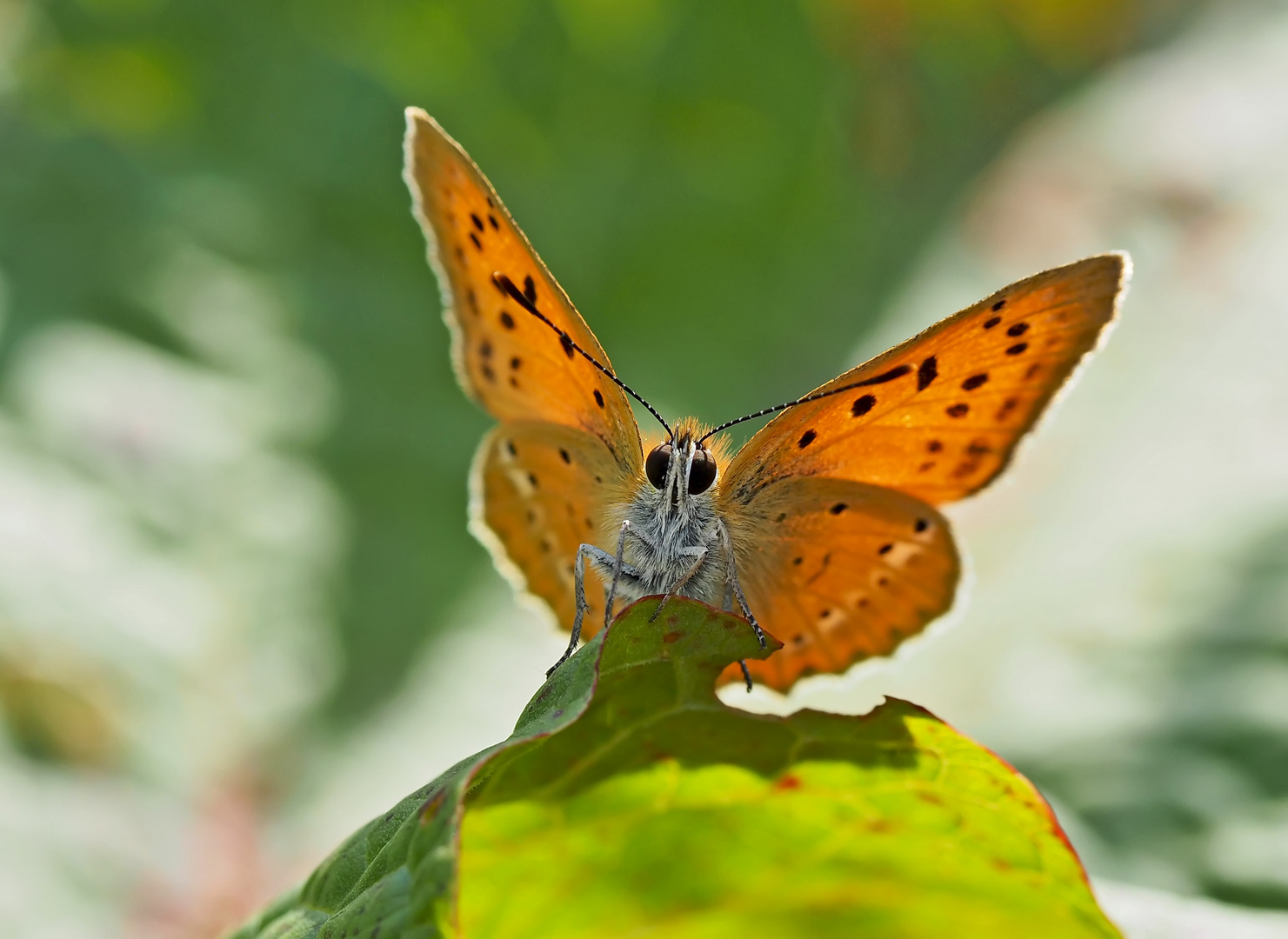 Dukaten-Feuerfalter (Lycaena virgaurea), Foto 1 - Cuivré de la verge d’or.