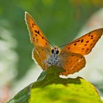 Dukaten-Feuerfalter (Lycaena virgaurea), Foto 1 - Cuivré de la verge d’or.