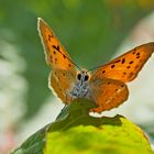 Dukaten-Feuerfalter (Lycaena virgaurea), Foto 1 - Cuivré de la verge d’or.