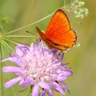 Dukaten- Feuerfalter/ Lycaena virgaureae 1,0