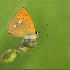 dukaten-feuerfalter ( lycaena virgaureae )