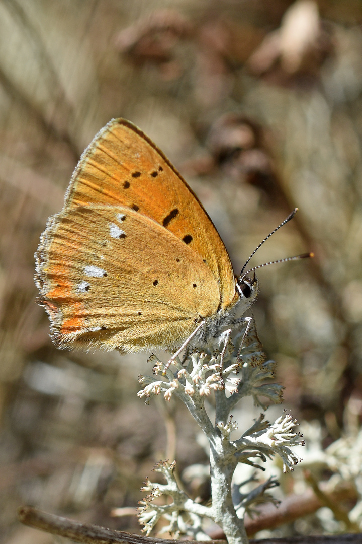 Dukaten-Feuerfalter (Lycaena virgaureae)