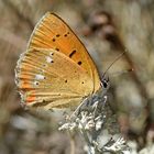 Dukaten-Feuerfalter (Lycaena virgaureae)