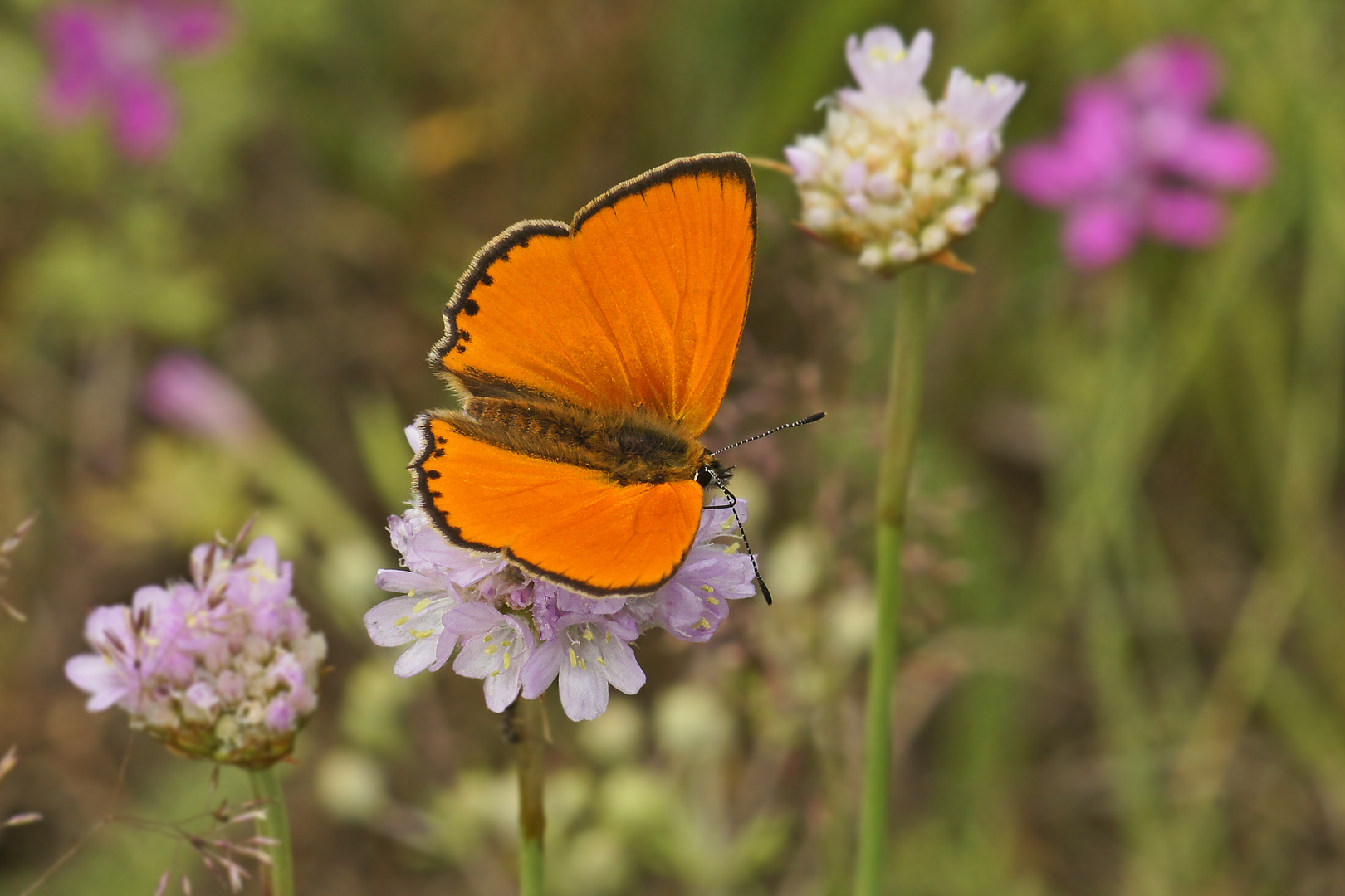 Dukaten-Feuerfalter (Lycaena virgaureae), Männchen