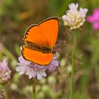 Dukaten-Feuerfalter (Lycaena virgaureae), Männchen