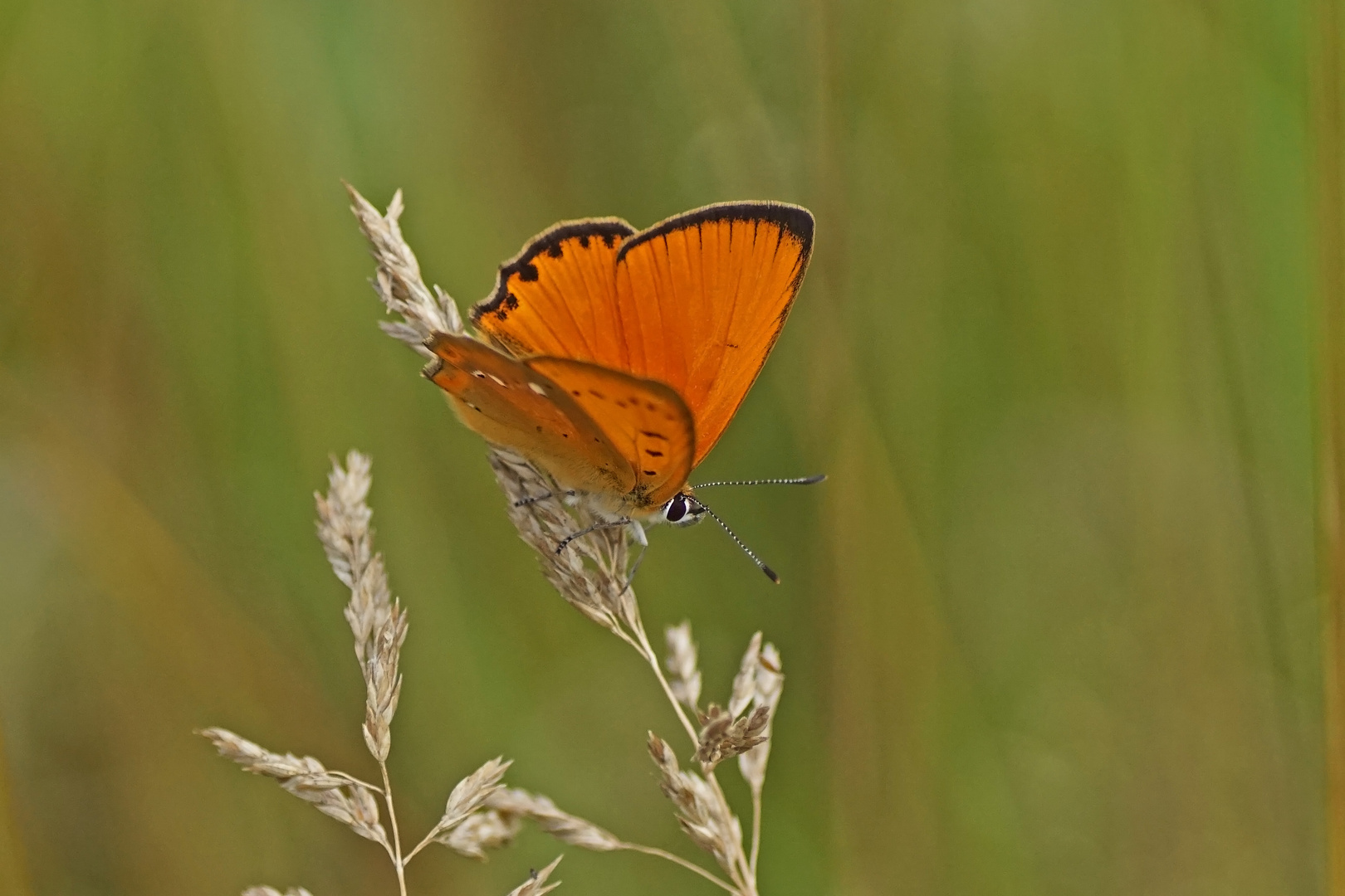 Dukaten-Feuerfalter (Lycaena virgaureae), Männchen