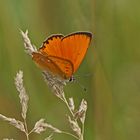 Dukaten-Feuerfalter (Lycaena virgaureae), Männchen