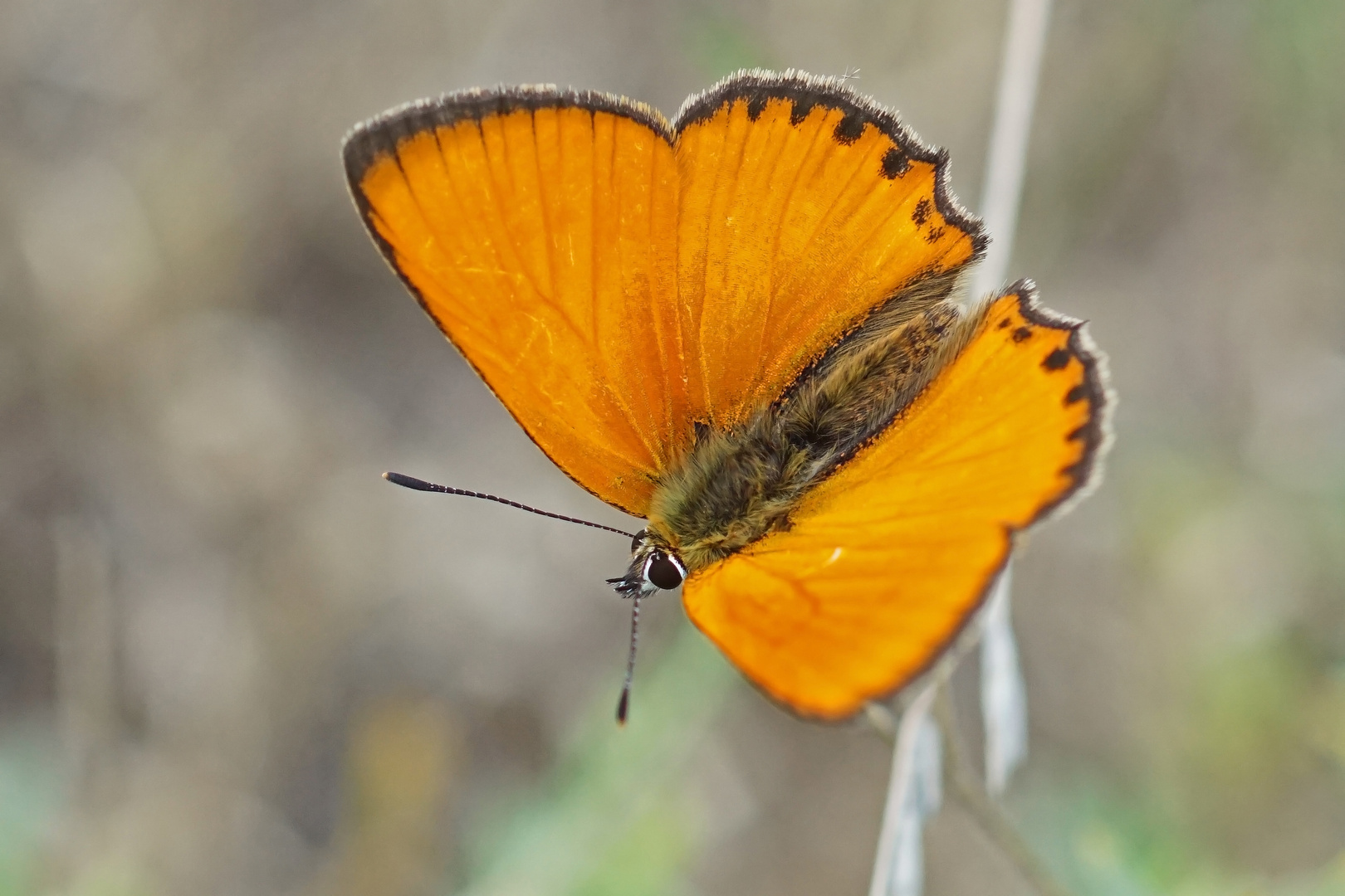 Dukaten-Feuerfalter (Lycaena virgaureae), Männchen