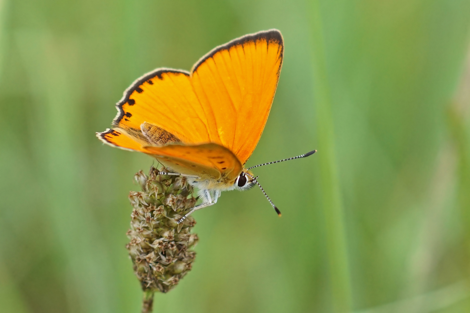 Dukaten-Feuerfalter (Lycaena virgaureae), Männchen