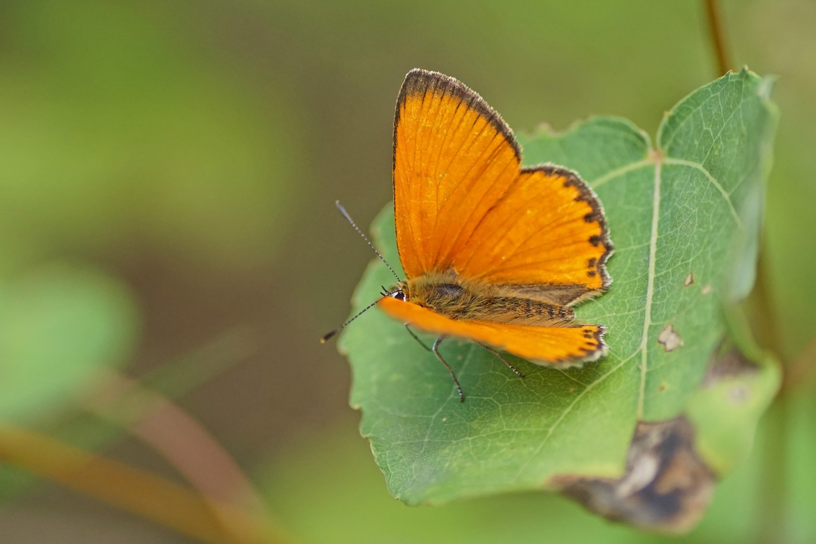 Dukaten-Feuerfalter (Lycaena virgaureae), Männchen