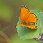 Dukaten-Feuerfalter (Lycaena virgaureae), Männchen