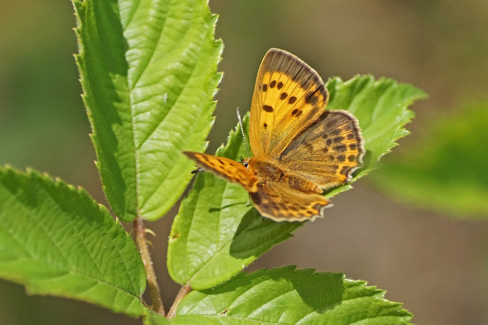 Dukaten-Feuerfalter (Lycaena virgaureae), Weibchen