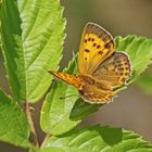 Dukaten-Feuerfalter (Lycaena virgaureae), Weibchen