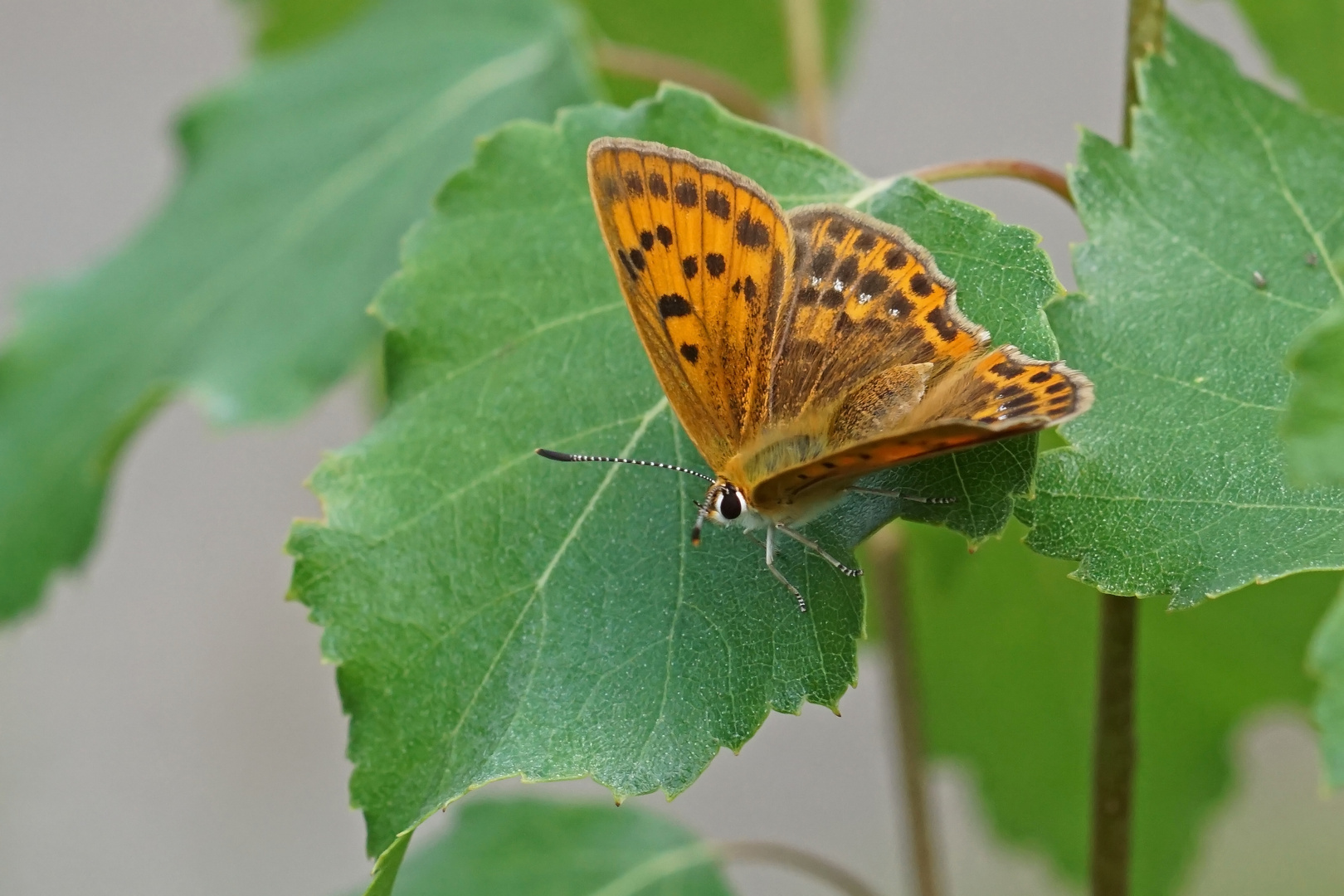 Dukaten-Feuerfalter (Lycaena virgaureae), Weibchen