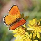 Dukaten-Feuerfalter, Männchen (Lycaena virgaurea) - Cuivré de la verge d'or, un mâle.