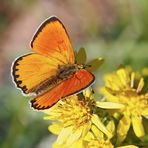 Dukaten-Feuerfalter, Männchen (Lycaena virgaurea) - Cuivré de la verge d'or, un mâle.