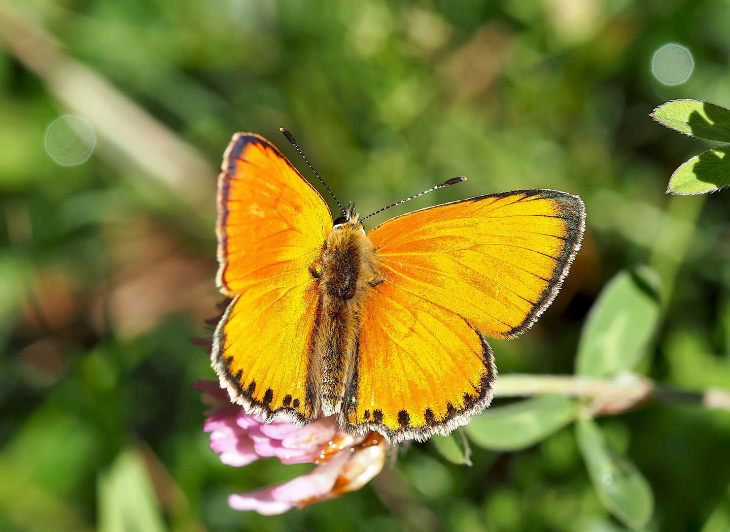 Dukaten-Feuerfalter, Männchen (Lycaena virgaurea) - Cuivré de la verge d'or, un mâle.